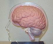 brain