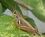 Grasshopper