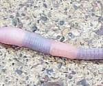 earthworm