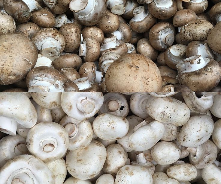 Versatile, delicious and healthy, add mushrooms to your next meal.