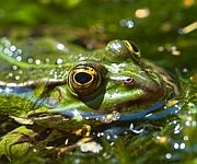 Frog in a Bog