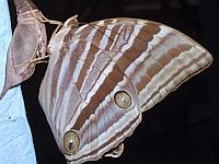 Hatching Butterfly
