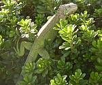 Iguana