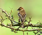 Little Bird