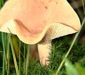 Fungus