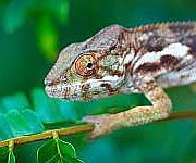 Rainforest Animal Chameleon