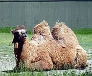 Two Humped Camel