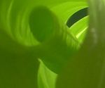 Shadows inside an unfurling philofdendren leaf