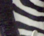 close-up Zebra