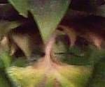 close-up mystery picture