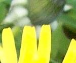 close-up mystery picture