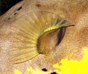 close-up mystery picture