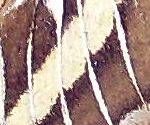 close-up mystery picture