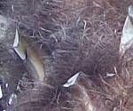 close-up mystery picture