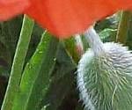 close-up mystery picture