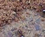 close-up mystery picture