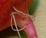 close-up mystery picture