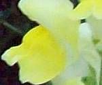 close-up mystery picture