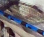 close-up mystery picture