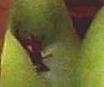 close-up mystery picture